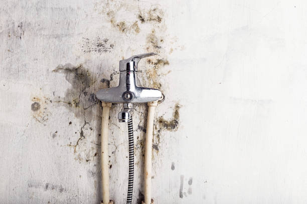 Best Commercial Mold Remediation in Gloucester Courthouse, VA