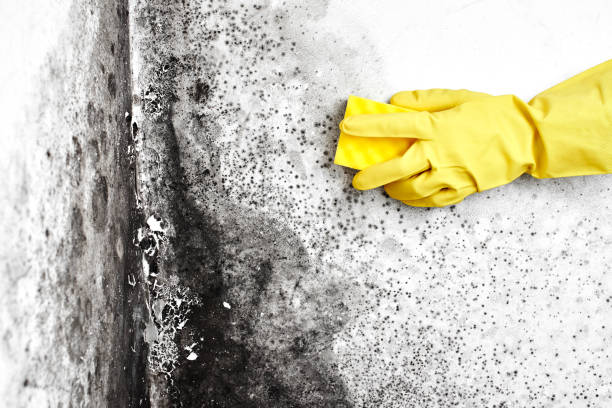 Best Residential Mold Remediation in Gloucester Courthouse, VA