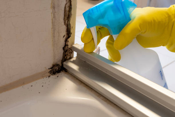 Best Residential Mold Remediation in Gloucester Courthouse, VA