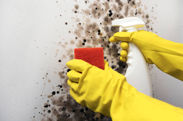 Best Post-Flood Mold Remediation in Gloucester Courthouse, VA