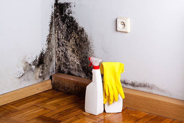 Best Emergency Mold Remediation in Gloucester Courthouse, VA