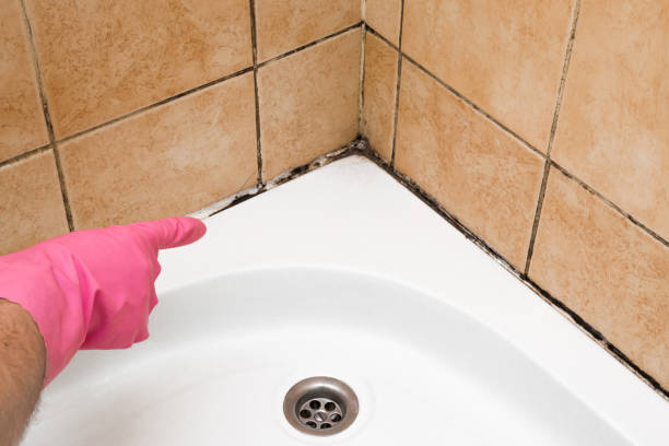 Best Industrial Mold Remediation in Gloucester Courthouse, VA
